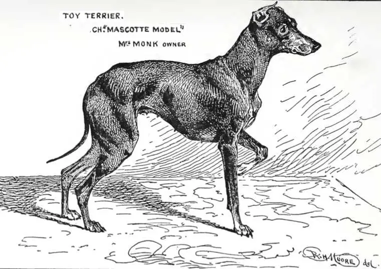 CH (ENG) Mascotte Model (c.1900) [English Toy Terrier]