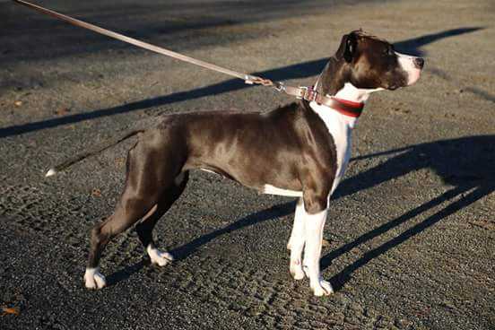 Polar Express Angel of Dreams