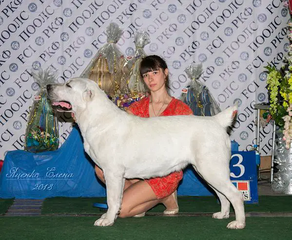 CH.RUS, CH.RKF, CH.NKP, Grand CH, T1 Elz bullet infinity miss vselennaya