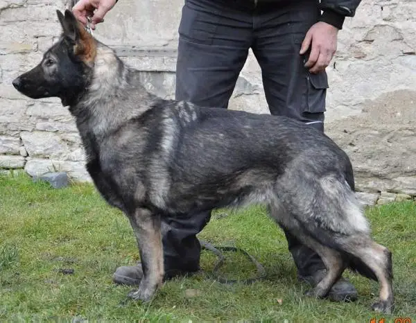 Akyra Dog K52