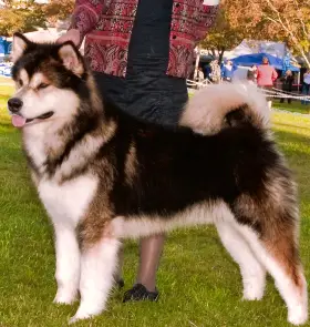 Snowlion's Above The Clouds