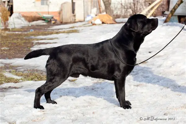 Starsearcher amon ra