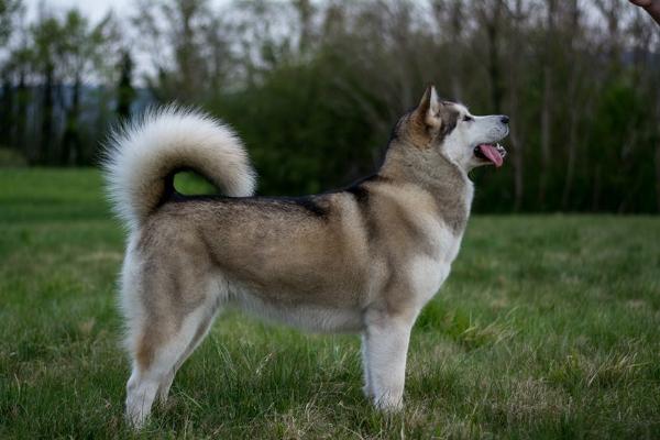 BISS, INT CH, VCH, MCH, MJCH, CW, MJCW, MBBIS Diva Hajndlberg's Alaskan Malamutes