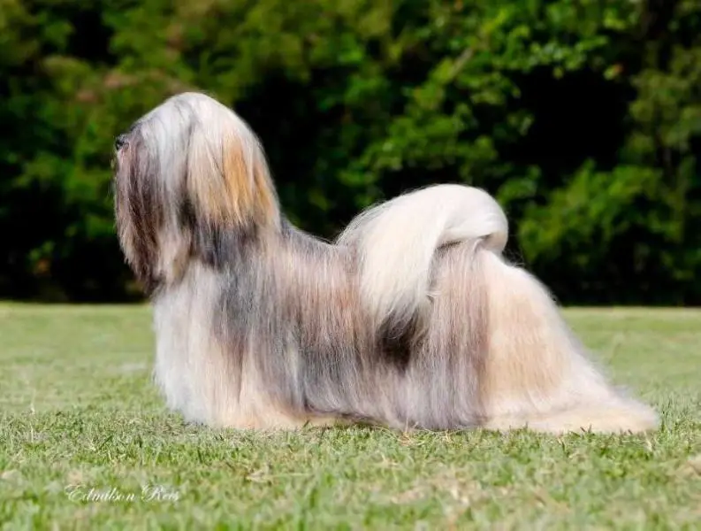 ChBr PanCh Chic Choix Panthera Jacksoni