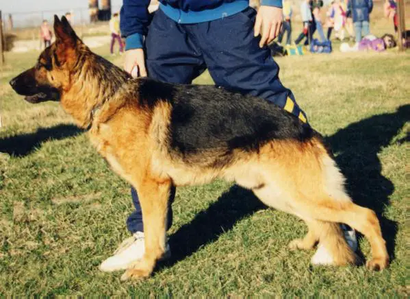 CAC V. Fanto von der Sturmeiche