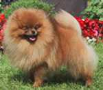 Belliver the X Factor