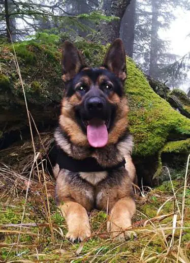 POLICE DOG  SLOVAKIA Wrangler Krasnoocko