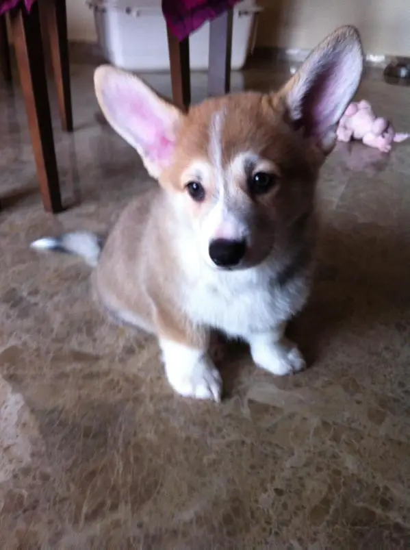 Asgard de Hijos de Odín