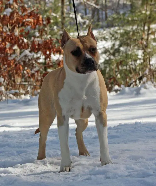 AKC CH SkyBlue's Head In The Clouds