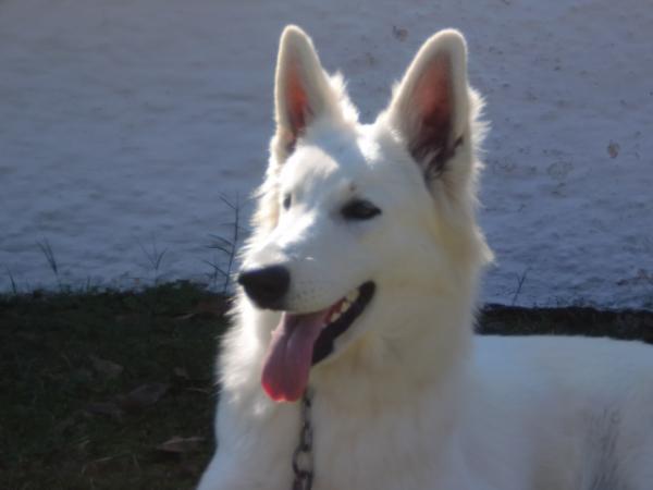 Laika White so White