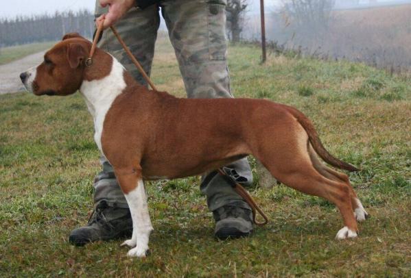 Moon Rock Landi's Little Rose Niram.