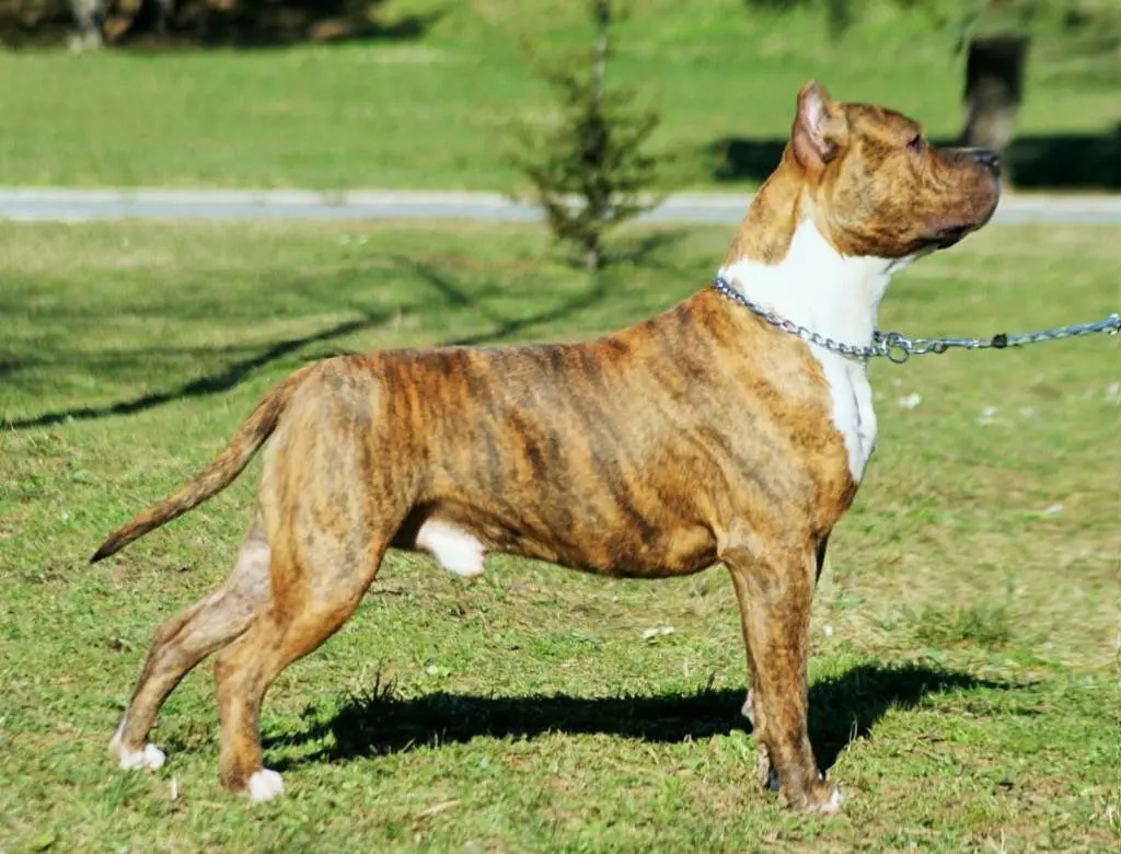 El Tigre Prime Touch