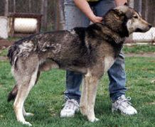 Howling Spirit's Sumac