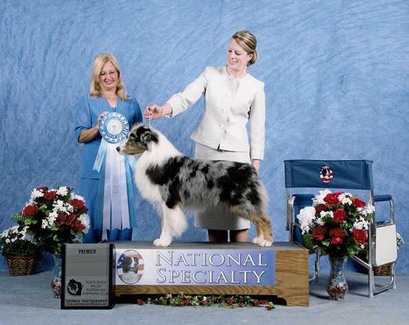 AKC GCH AKC/ASCA CH Meadowlawn’s Night To Remember