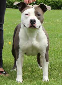 Daydreamer's Sexy And I Know It