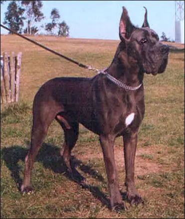 CH Mandy des Terres de la Rairie