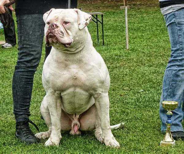 Bulls of Victory Matrix a.k.a. Caleb