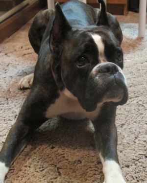 Benadel'T Marmeladka v Shokolade