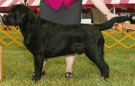 GCH CH Stonecrest Cabin's Moonraker Caper