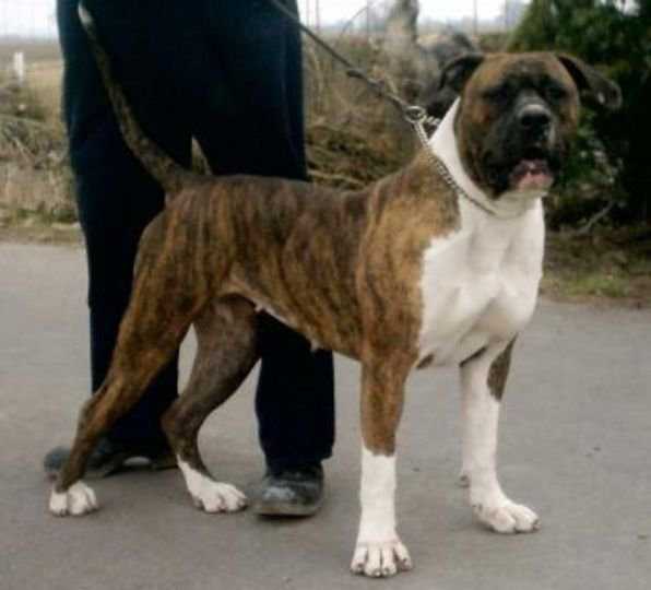 Truedsson's Beata