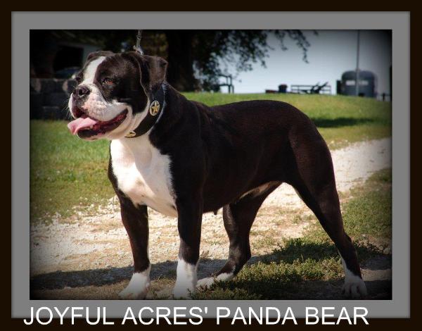 Joyful Acres Panda Bear