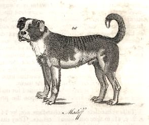 Large Mastiff Type Mixed Breed Dog (c.Early 1900s)