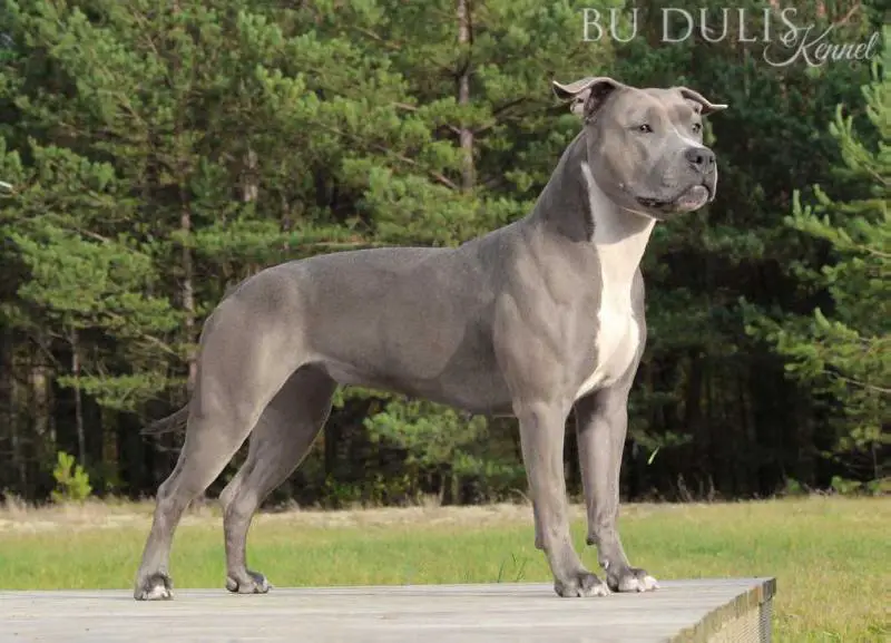 LT JCH, LT, CZ, BY, EST CH Moonlight Budulis S Almaznogo Ostrova