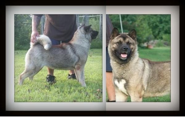 Robi's Lady El Vira At Blue Moon