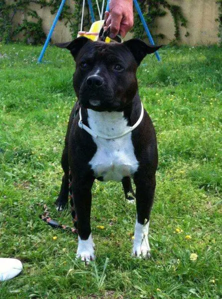 MISSISSIPPI-RED NICO