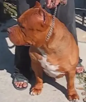 Viet Shark's Red Monster (RedLion)