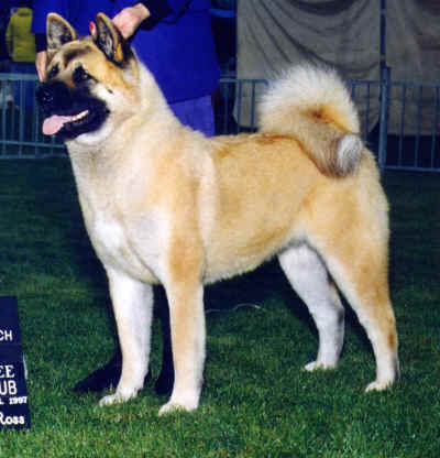 AKC CH Samkita's You'll Be Bewitched