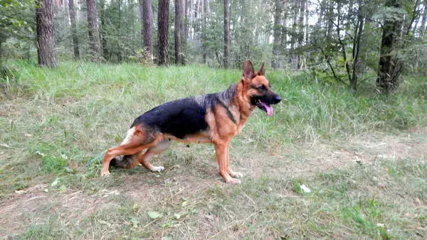 CH RUS, 6 CAC, CACIB Lorena v. Dreamland