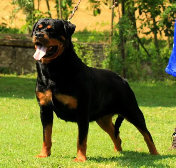 Fibi of royal musketeers