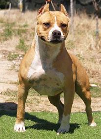 Thunderbully Thundra