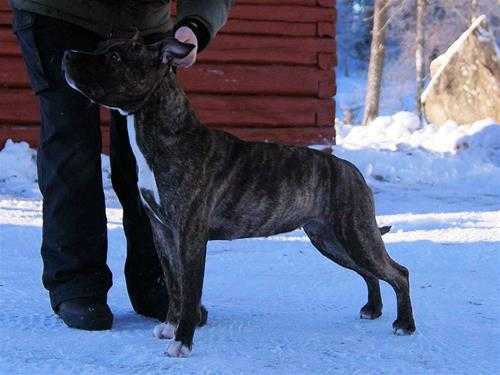 Exelion Daughter Of Piara
