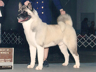 AKC CH Bearall's Fortune Hunter