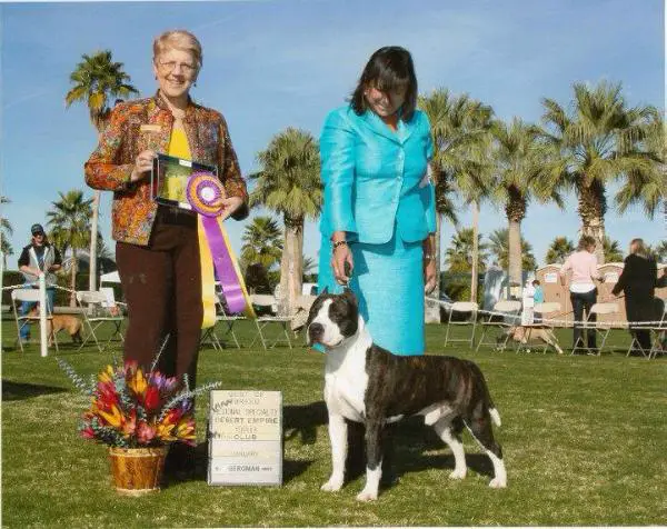 BISS CH Wild West's Wyatt Earpp