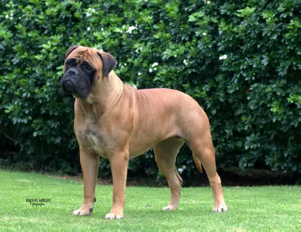CAN COL CH Knatchbull's Teka at La Balsa