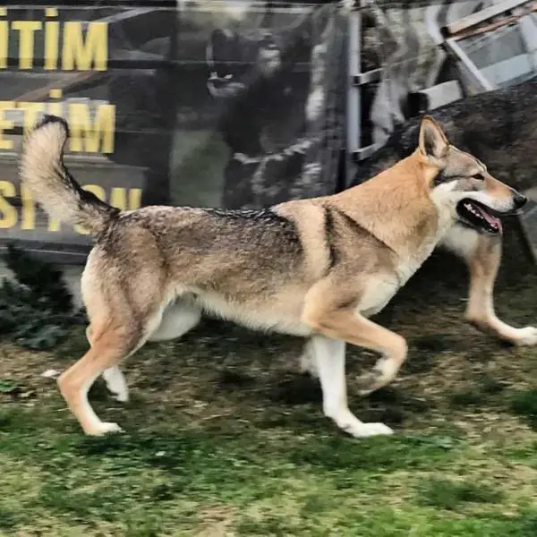 JCH. TÜRKİYE, 2015 DERBY WİNNER Mila Black Sea Wolfdog