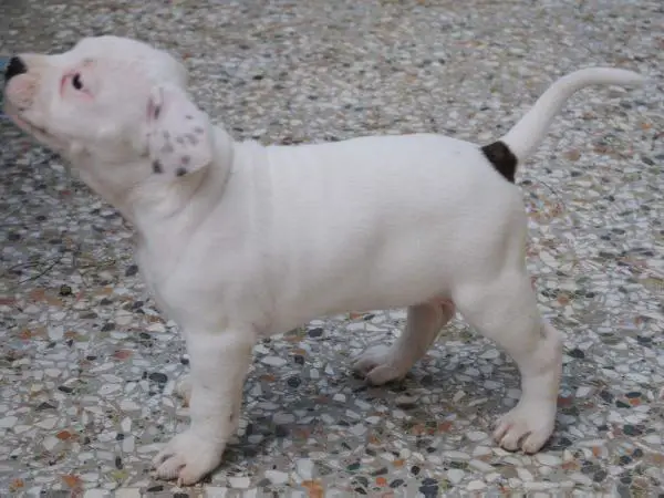 Bora Di Lion GK Amstaff