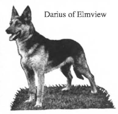 Darius of Elmview