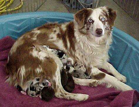 Patchwork's Fire N Ice