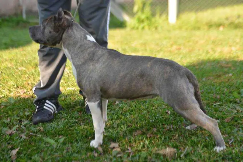 Gadelha's Hang Five Chilli Pepper