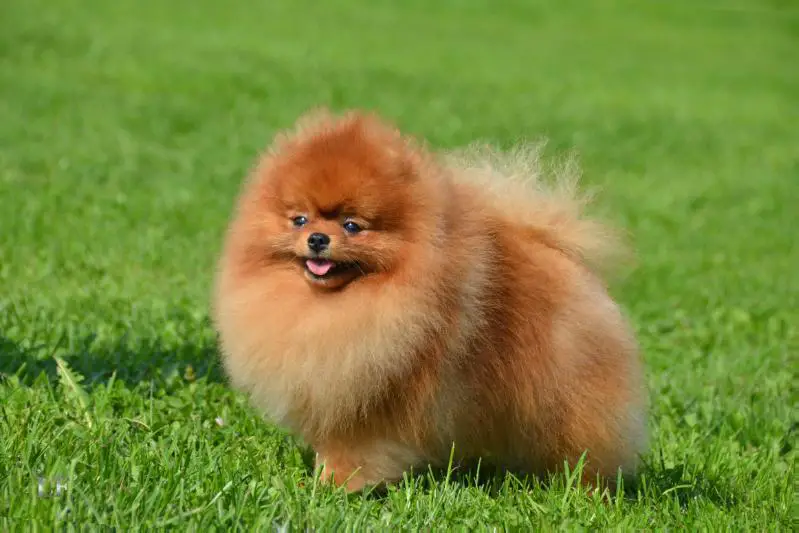 Jn.ChRUS,ChRUS,ChRKF Sunrise Swenki  v Shteffild