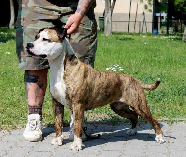 Tiger Tattoo's Lucky Luca