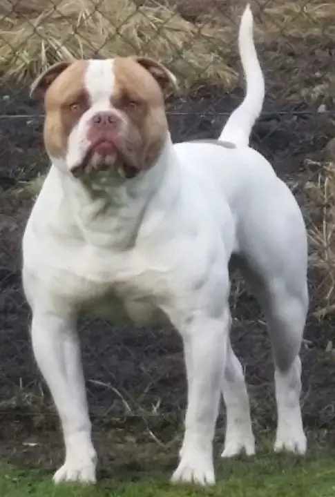 Warriorbulls Zikko