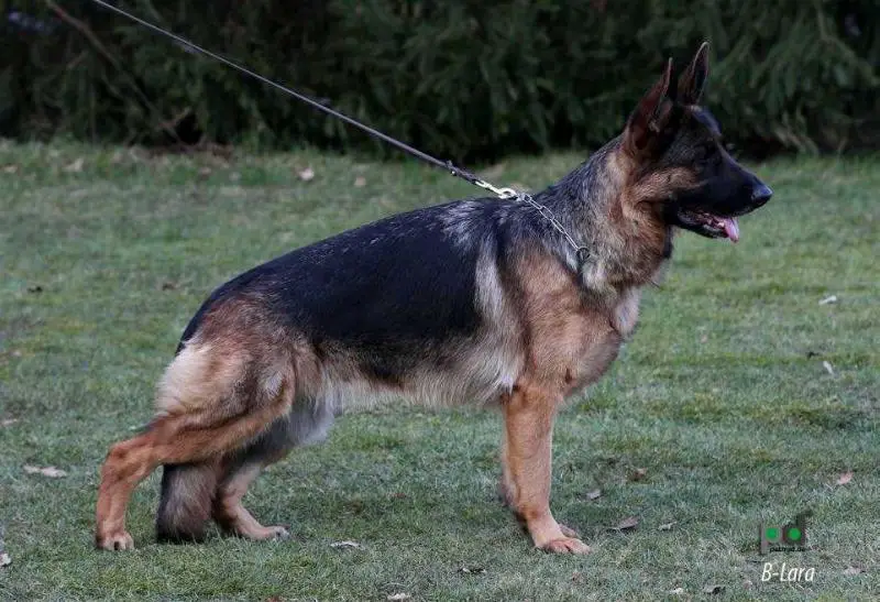 VA1(BG) V1(RO) B Lara