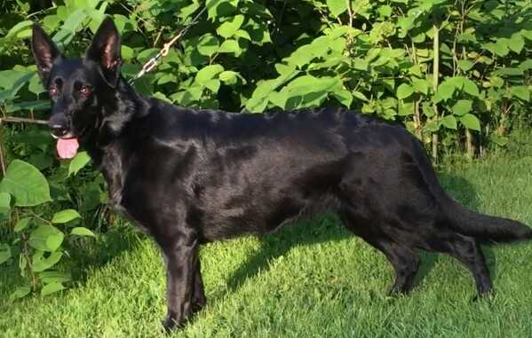 Int Ch Delloreese vom Littlehaus