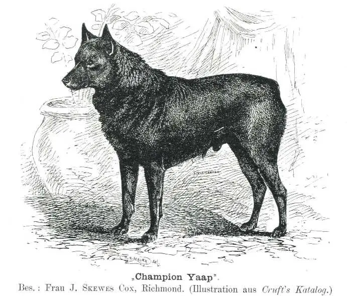 CH (UK) Yaap (c.1904) [Frau J. Skewes Cox, Richmond]