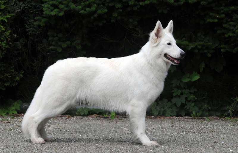 Sakura la Blankpapilio